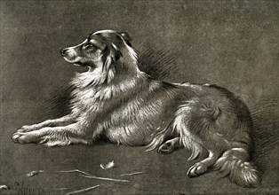 'A Sheep Dog', 1901. Artist: Unknown