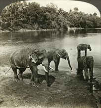 Elephants, Sri Lanka (Ceylon).Artist: Underwood & Underwood