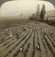 Strawberry picking, Cedar Creek Farm, Hood River Valley, Oregon, USA.Artist: Underwood & Underwood