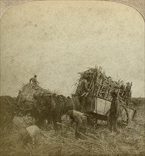 Loading cane, sugar plantation, Louisiana, USA.Artist: Underwood & Underwood