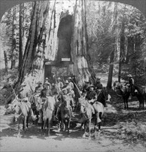 Cavalry passing through the great tree 'California', California, USA.Artist: Underwood & Underwood