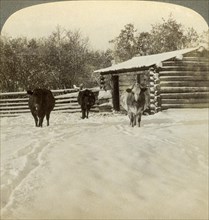Winter on a ranch, Montana, USA.Artist: Underwood & Underwood