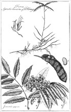 'Durva Agrostis Linearis of Dr Koenig', 1799. Artist: Unknown