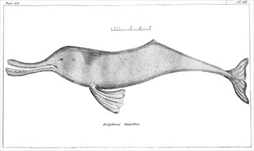Delphinus Gangeticus (Ganges River Dolphin), 1799. Artist: Unknown