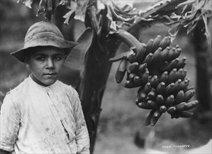 Boy with bananas growing on a tree, Tenerife, Canary Islands, Spain, c1920s-c1930s(?). Artist: Unknown