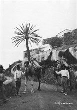 Men with camels, Las Palmas, Gran Canaria, Canary Islands, Spain, c1920s-c1930s(?). Artist: Unknown
