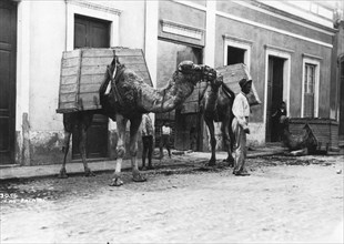 Man with camels, Las Palmas, Gran Canaria, Canary Islands, Spain, c1920s-c1930s(?). Artist: Unknown
