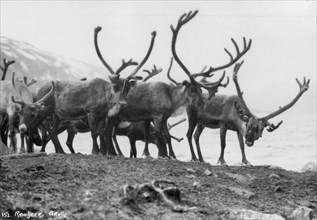 Reindeer, Grotli, Norway, 1929. Artist: Unknown