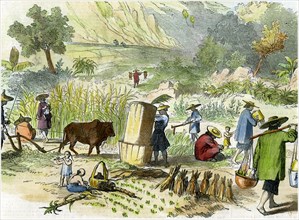 Chinese harvest, Hong Kong, c1875. Artist: Unknown