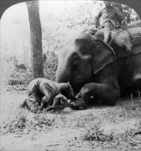 Mahout removing a thorn from an elephant's foot, Behar tiger shoot, India, c1900s(?).Artist: Underwood & Underwood