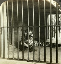 Captured man-eating tiger blamed for 200 deaths, Calcutta, India, c1903.Artist: Underwood & Underwood