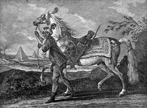 Turkish Arabian horse, 1722 (1938). Artist: Unknown