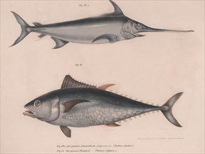 Swordfish (Hiphias gladius),  Thinnus bulgaris, c.1850s. Artist: Unknown.