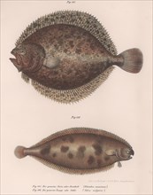 Turbot, (Rhombus maximus), Common Sole (Solea vulgaris), c.1850s. Artist: Unknown.