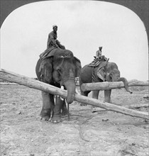 Elephants working in a lumber yard, Rangoon, Burma, 1908. Artist: Stereo Travel Co