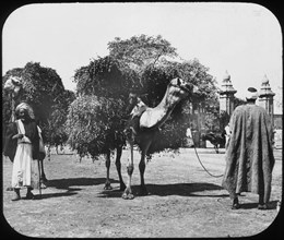 Camels carrying fodder, Egypt, c1890.  Artist: Newton & Co