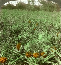 'Where the luscious pineapple grows', Florida, USA, 1896.  Artist: Underwood & Underwood