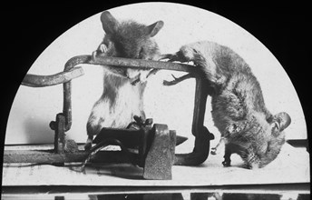Mouse or rat trap?, late 19th or early 20th century. Artist: Unknown