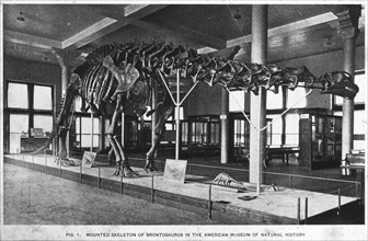 Brontosaurus skeleton, American Museum of Natural History, New York, USA, early 20th century(?). Artist: Unknown
