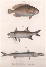 Two-spot Bimaculus, African Redfin, Common Barracuda, c.1850s. Artist: Unknown.