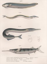 Common snake fish.  Common sand eel. Common Hornhecht. Brazilian halfbeak, c.1850s. Artist: Unknown.