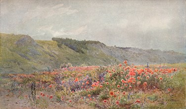 The Valley of Poppies, c1879-1903, (1903). Artist: Howard Gull Stormont