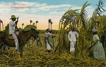 Cuba: Corte de Cana. Cutting Sugar Cane, c1910. Artist: Unknown