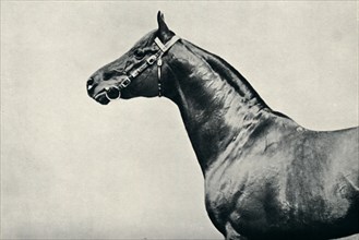 The head of thoroughbred racehorse, Radium, c1910. Artist: Unknown