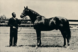 Thoroughbred racehorse, Man O' War, c1920. Artist: Unknown