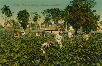 Cuba. Vega de tabaco. Tobacco plantation, c1920s. Artist: Unknown