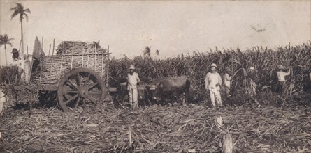 Corte de Canna. - Gathering Sugarcane. Cuba, c1900. Artist: Unknown