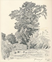 Study of Trees, c1839-1898, (1898). Artist: Henri-Joseph Harpignies