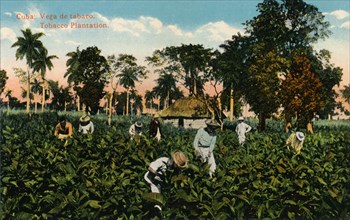 Cuba: Vega de tabaco. Tobacco Plantation, c1900. Artist: Unknown
