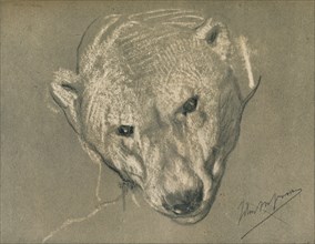'Study of a Polar Bear's Head', c1901. Artist: John MacAllan Swan.