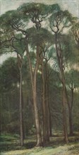 'Study of Trees', c1900 (1903-1904). Artist: Charles Holroyd.