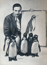 Walt Disney with penguins, 1934 (1935). Artist: Unknown.