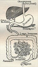 'Diagram showing the Alimentary Canal, which passes right through the body', c1934. Artist: Unknown.