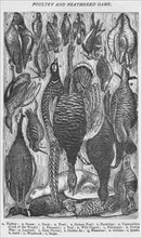'Poultry and Feathered Game', 1907. Artist: Unknown.
