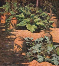 'Rhubarb and Seakale', c1927. Artist: Esther Sutro.