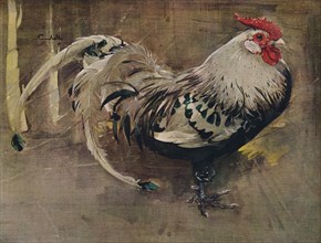 'The Spangled Cock', 1903 (1935). Artist: Joseph Crawhall.