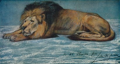 'Pastel Study of a Lion', c1900. Artist: John MacAllan Swan.