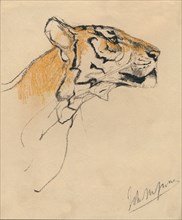'Head of a Tiger', c1910. Artist: John MacAllan Swan.