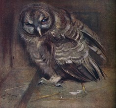 'A Young Brown Owl', 1907. Artist: Edwin John Alexander.