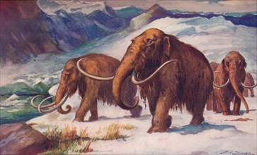 The early Ice Age, when mammoths roamed the Earth and Man was arising, 1907. Artist: Unknown.
