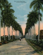 Avenue of royal palms, Cuba, c1920. Artist: Unknown.