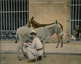 Milking donkeys, Havana, Cuba, c1920. Artist: Unknown.