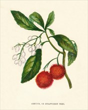'Arbutus, or Strawberry Tree', c1891, (1891). Artist: Anne Pratt.