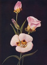 'Mariposa Tulip',  c1915, (1915). Artist: Emma Graham Clock.