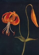 'Leopard Lily',  c1915, (1915). Artist: Emma Graham Clock.