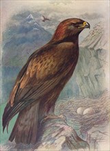 'Golden Eagle - A'quila chrysa'etus', c1910, (1910). Artist: George James Rankin.